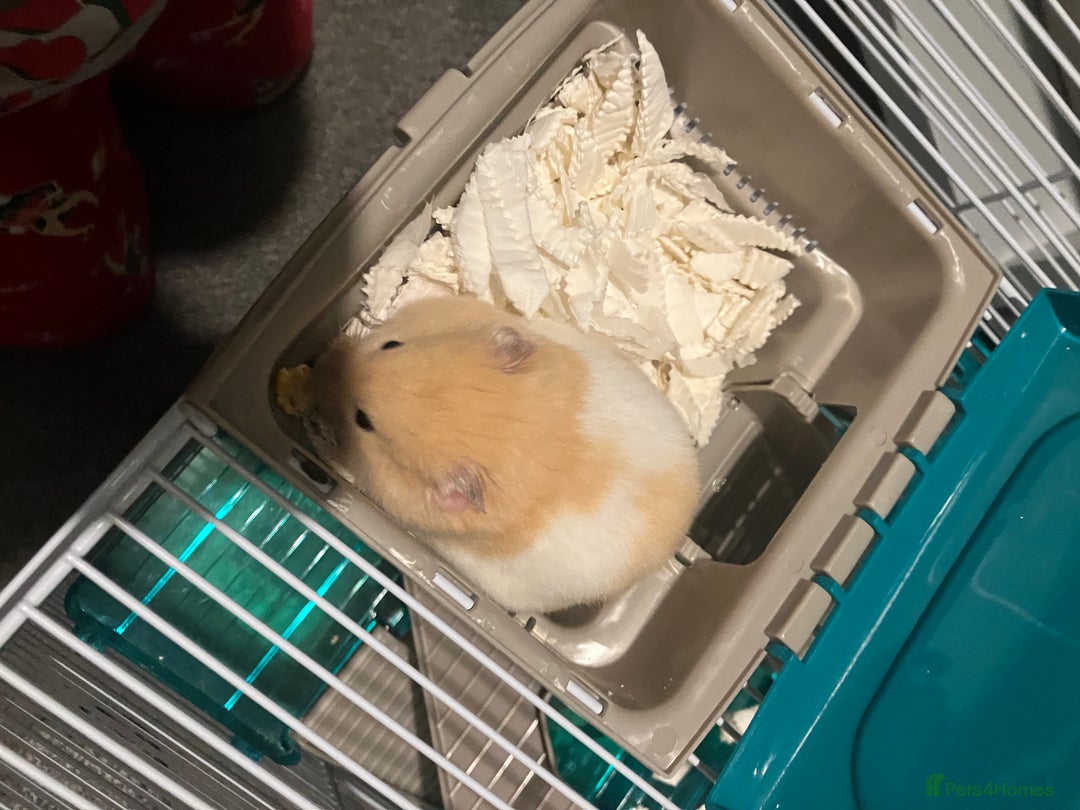 Hamster rodents for sale: Syrian hamster with cage and accessories  - Image 1
