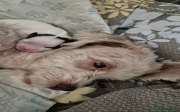 Shihpoo dogs for sale: shipoo puppy READY NOW - Image 1