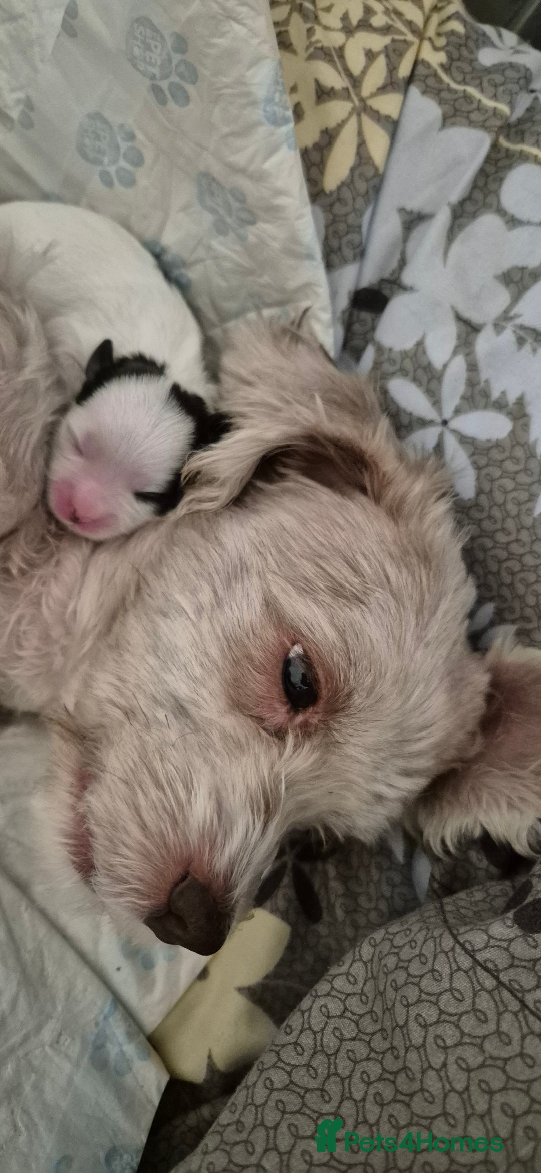 Shihpoo dogs for sale: shipoo puppy READY NOW - Image 1