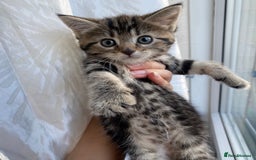 Mixed Breed cats for sale: 4 ginger & 1 tabby kittens - Image 2