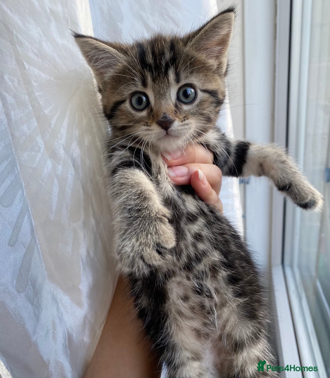 Mixed Breed cats for sale: 4 ginger & 1 tabby kittens - Image 2