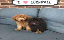 Cockapoo dogs for sale: Beautiful Health clear Cockapoos - Image 12