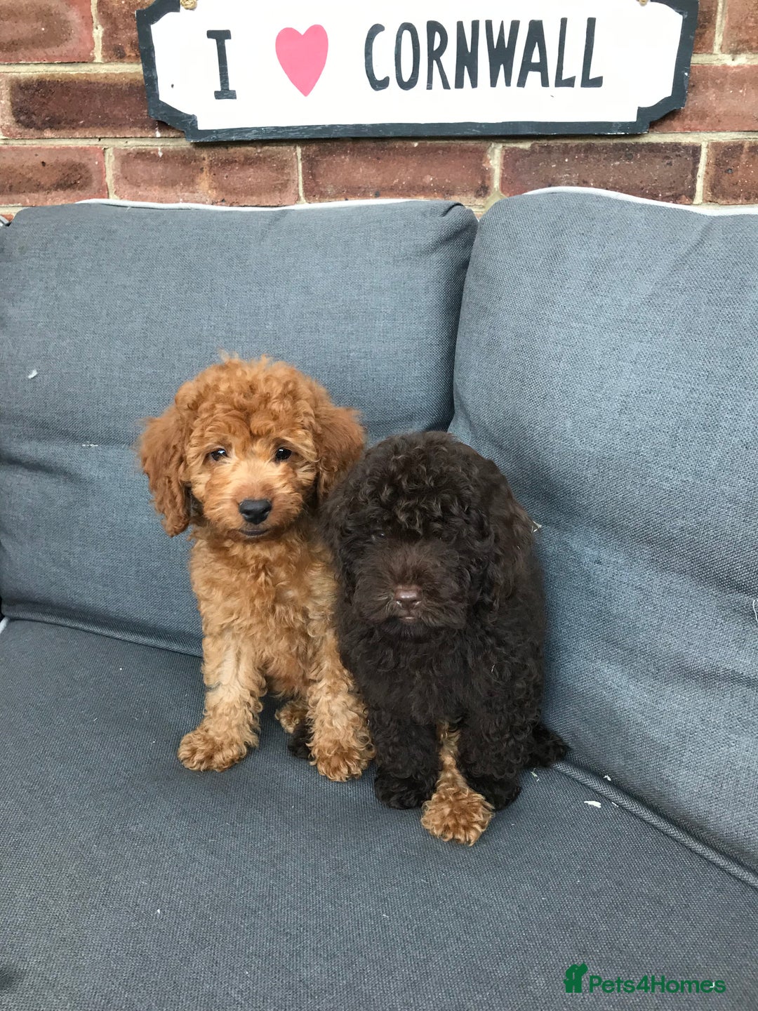 Cockapoo dogs for sale: Beautiful Health clear Cockapoos - Image 12