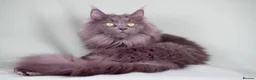 Maine Coon cats for sale:     Outstanding Maine Coon Kittens–GCCF Registered - Advert 7