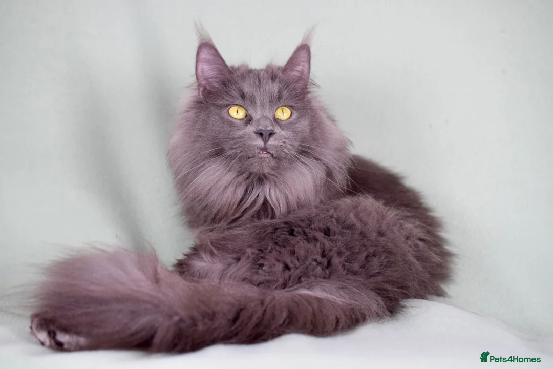 Maine Coon cats for sale:     Outstanding Maine Coon Kittens–GCCF Registered - Advert 7