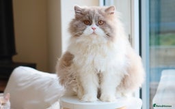 British Shorthair cats for sale: British Shorthair Kitten - Registered & Licensed - Image 4