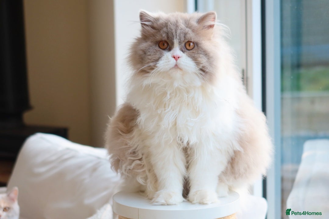 British Shorthair cats for sale: British Shorthair Kitten - Registered & Licensed - Image 4