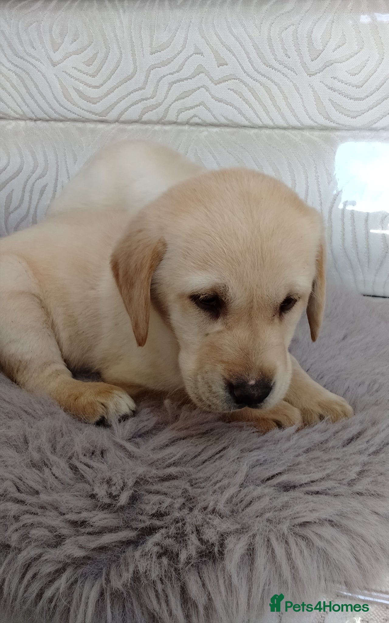 Labrador Retriever dogs Labrador puppys - Advert 2