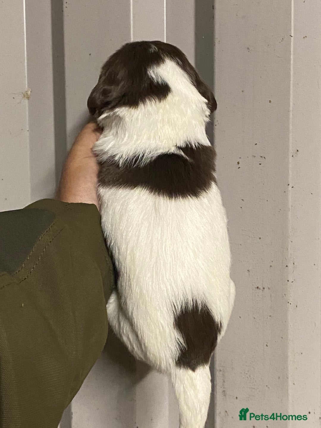 English Springer Spaniel dogs for sale: Springer spaniel - Image 3