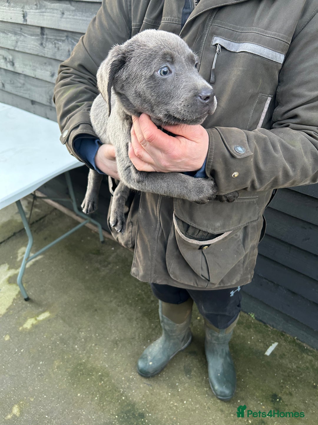 Labrador Retriever dogs for sale: Labrador puppies  - Advert 6
