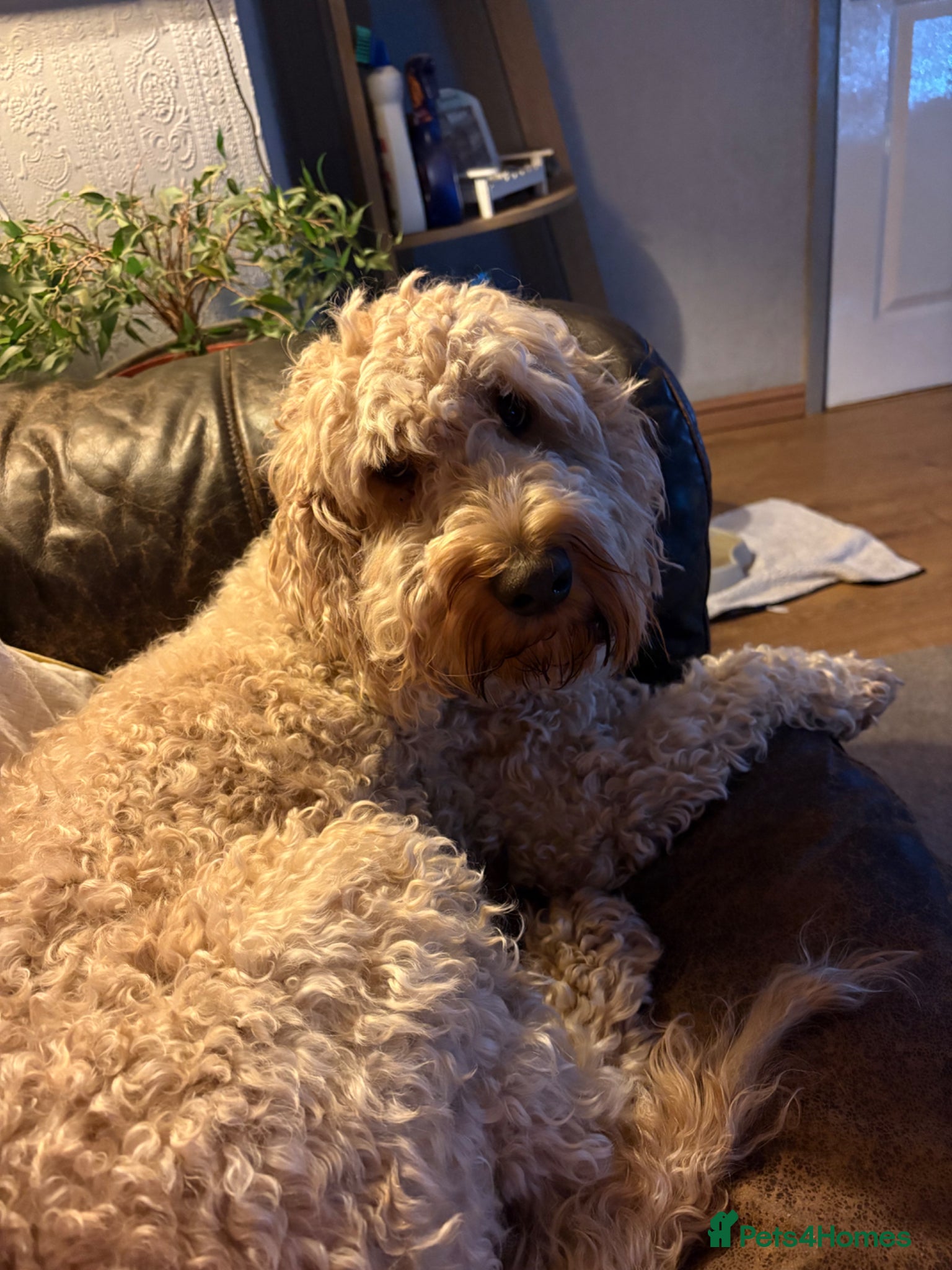 Mini Goldendoodle dogs 🌟Gorgeous Mini Goldendoodles🌟 - Advert 2
