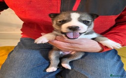 Siberian Husky dogs for sale: Siberian husky pups  - Advert 5