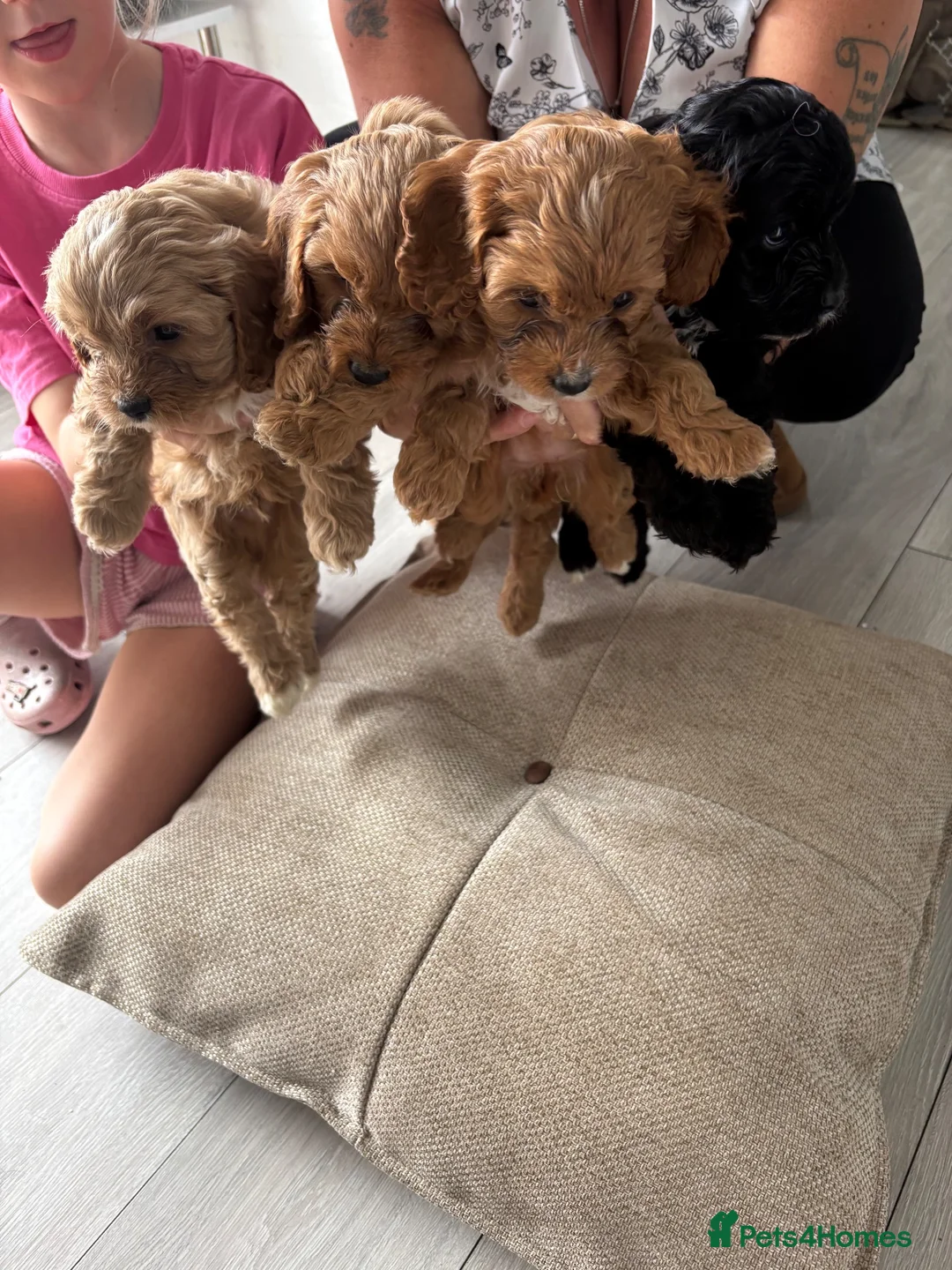 Cockapoo dogs for sale: Cockapoos  - Advert 1