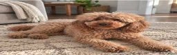 Toy Poodle dogs for sale: Beautiful KC Registered Toy Poodle Puppies - Advert 7