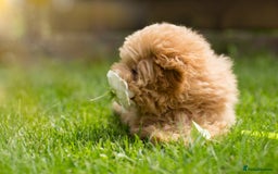Maltipoo dogs for sale: Gorgeous Maltipoo Puppies – 3 Boys & 3 Girls - Image 10