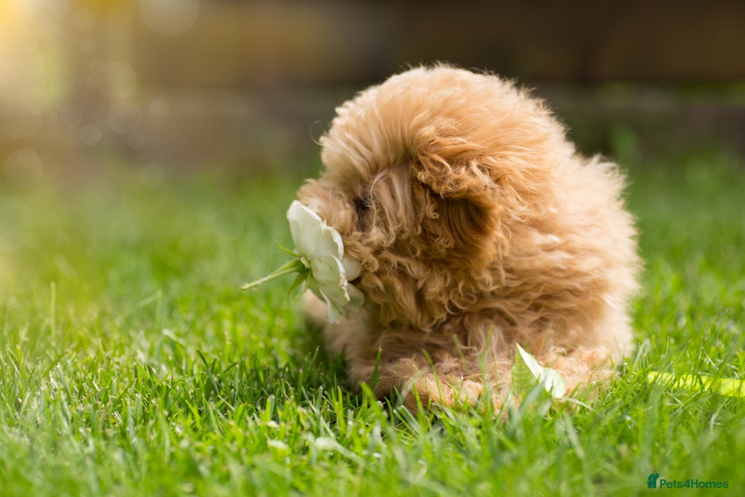Maltipoo dogs for sale: Gorgeous Maltipoo Puppies – 3 Boys & 3 Girls - Image 10