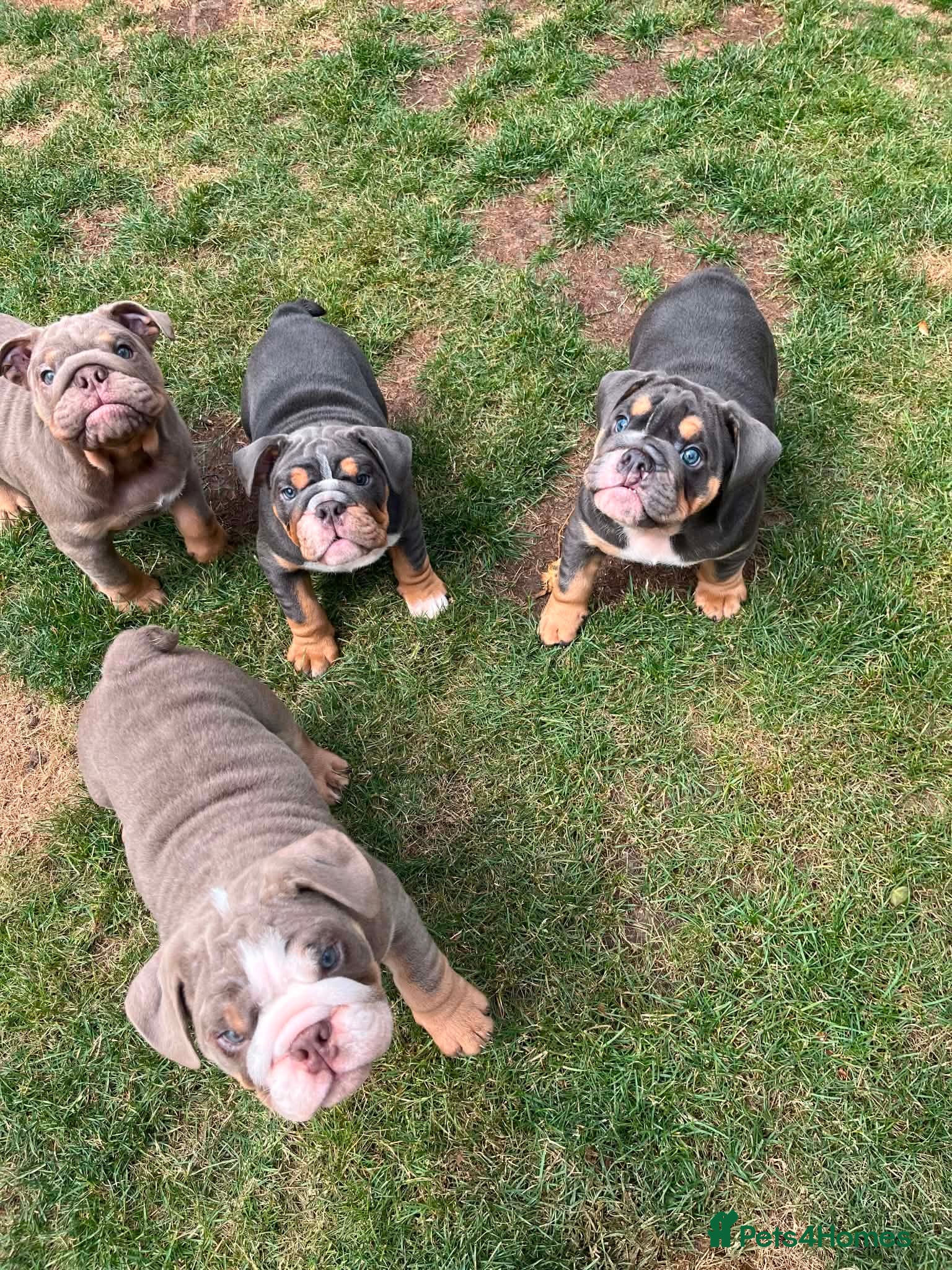 English Bulldog dogs *Ready Now * English Bulldog Puppies  - Advert 17