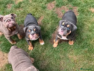 English Bulldog dogs *Ready Now * English Bulldog Puppies - Advert 5