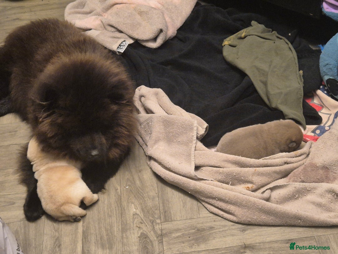 Chow Chow dogs for sale: Chow female - Advert 4