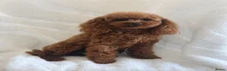 Toy Poodle dogs for sale: Gorgeous Asian Type Toy Poodle  - Advert 1