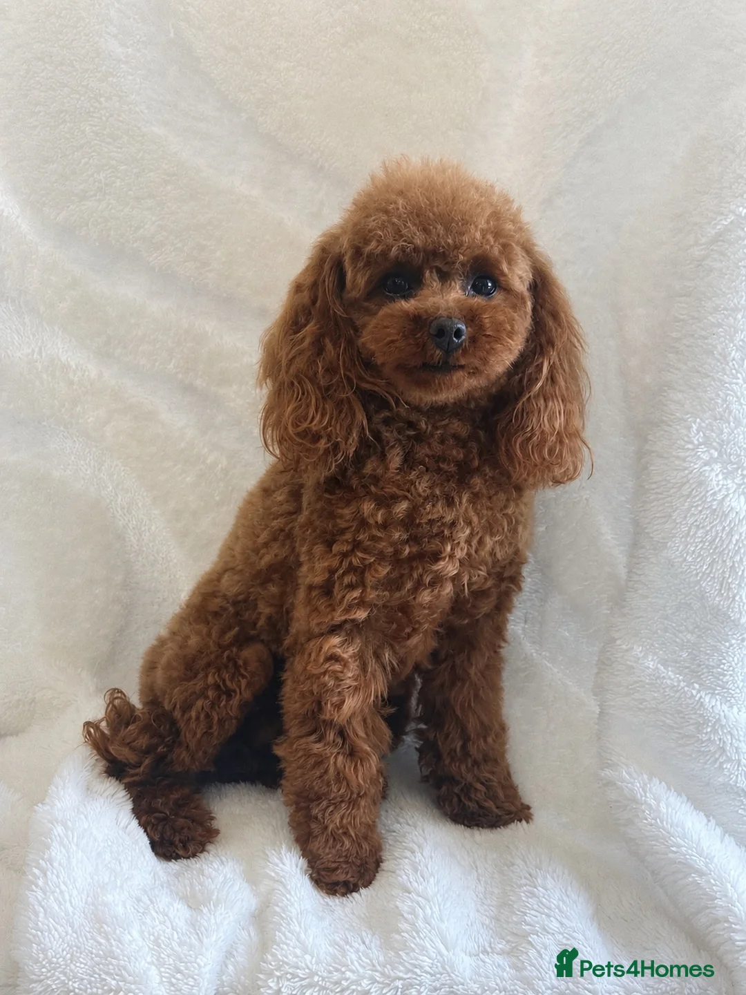 Toy Poodle dogs for sale: Gorgeous Asian Type Toy Poodle  - Advert 1