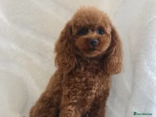 Toy Poodle dogs for sale: Gorgeous Toy Poodle Girl - Advert 2