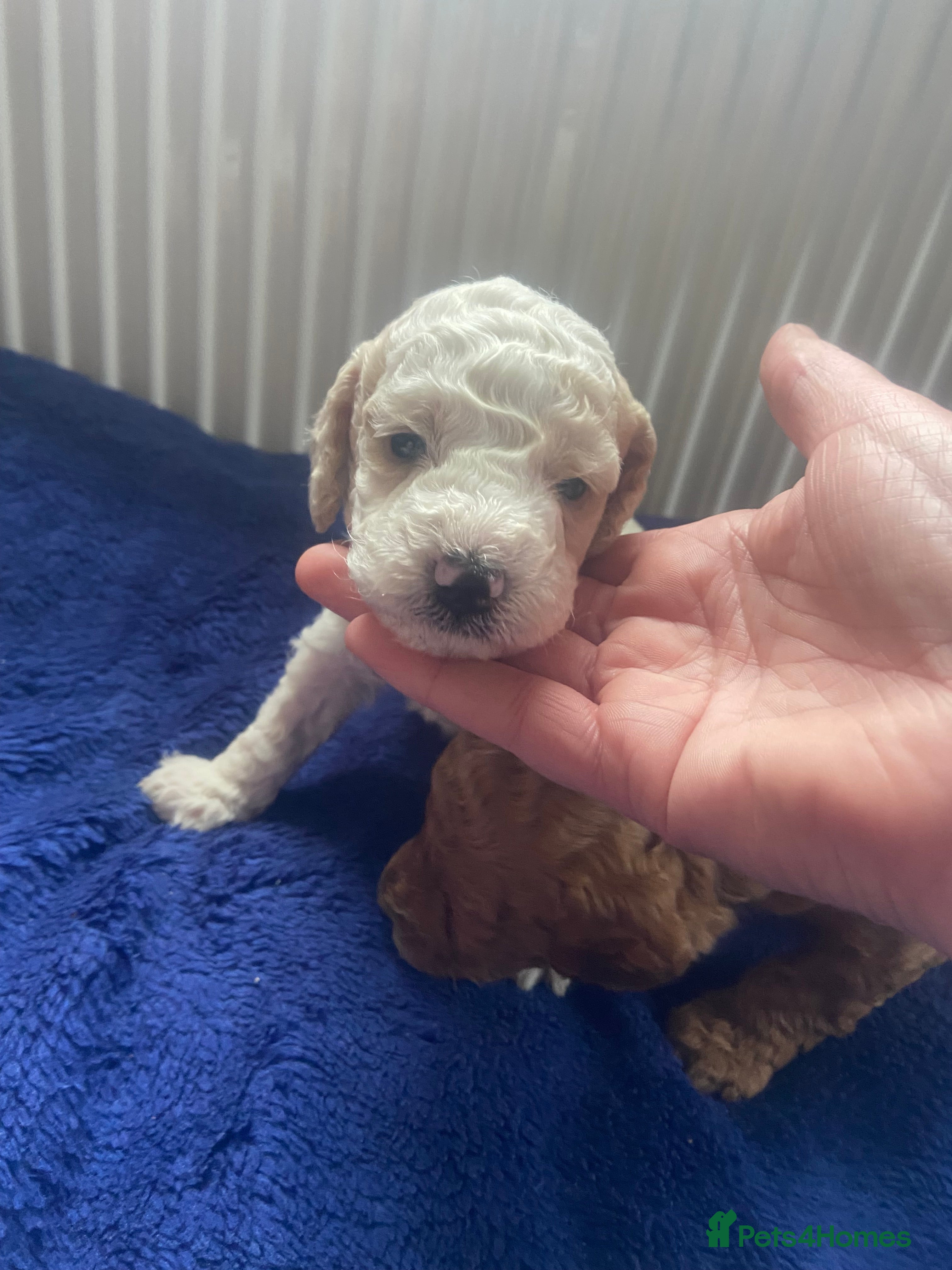 Cockapoo dogs F1B TOY COCKAPOOS - Advert 1