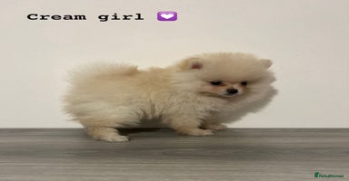 Pomeranian dogs - Advert 14