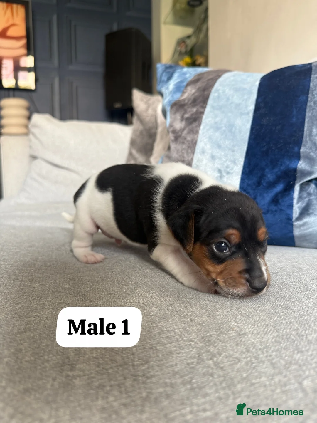 Jack Russell dogs for sale: 3 beautiful Jack Russell puppies - Advert 2