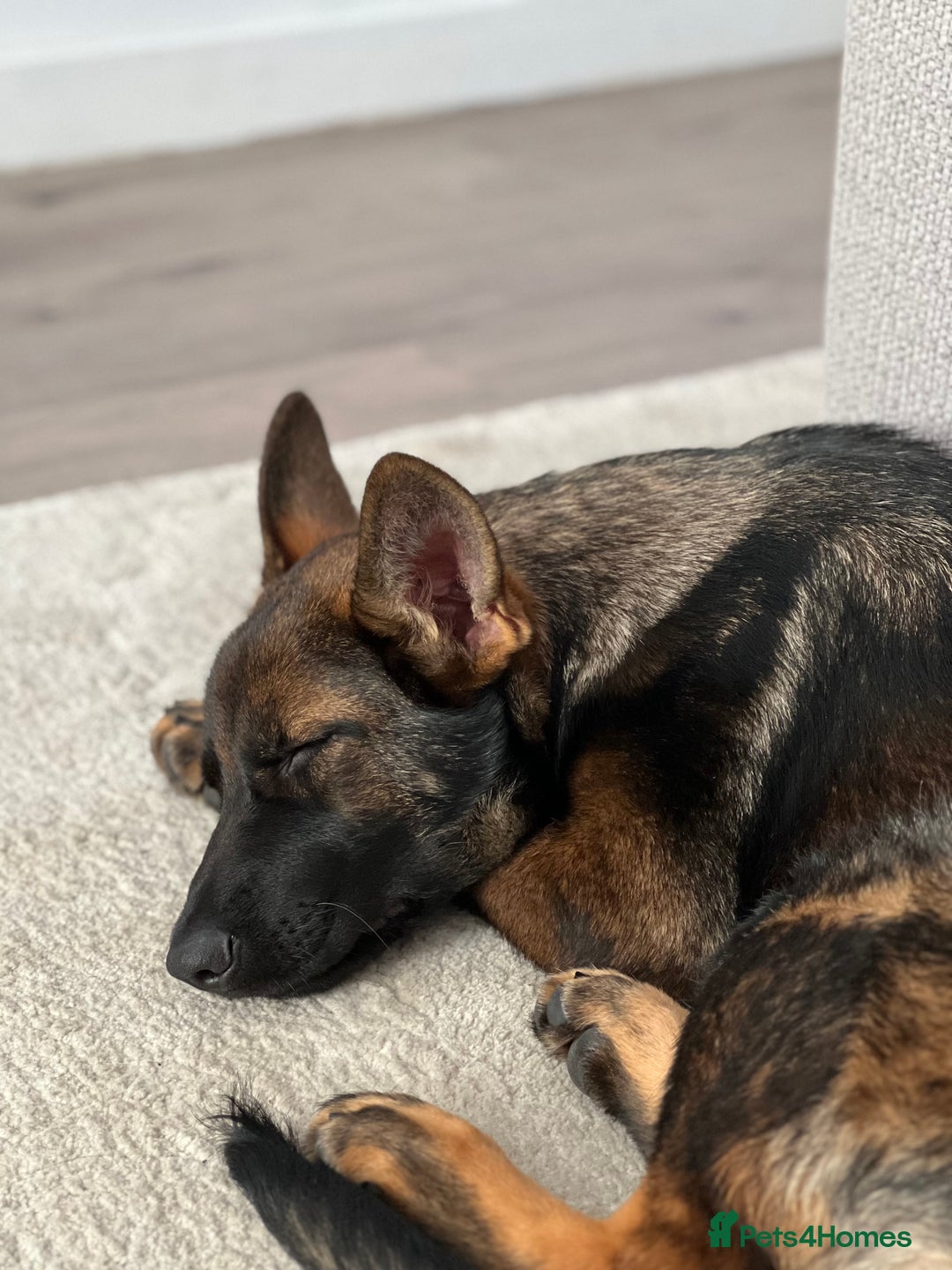 German Shepherd dogs for sale: Female German Shepherd - working line - Advert 32