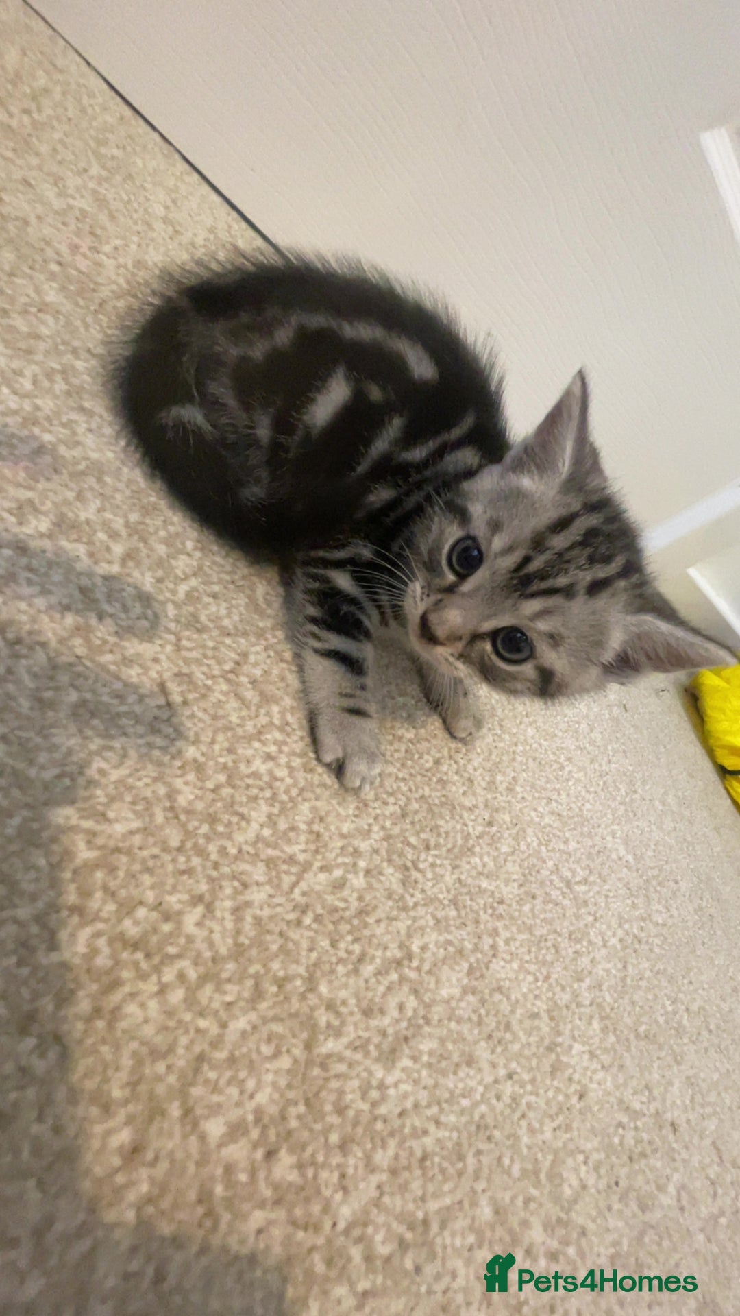 British Shorthair cats for sale: 2 beautiful British shorthair kittens for sale  - Image 9