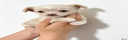 Chihuahua dogs for sale:  Chihuahuas  - Advert 4
