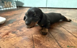 Miniature Dachshund dogs for sale: Beautiful KC Registered Miniature Dachshunds - Image 12