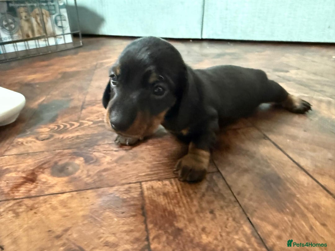 Miniature Dachshund dogs for sale: Beautiful KC Registered Miniature Dachshunds - Image 12