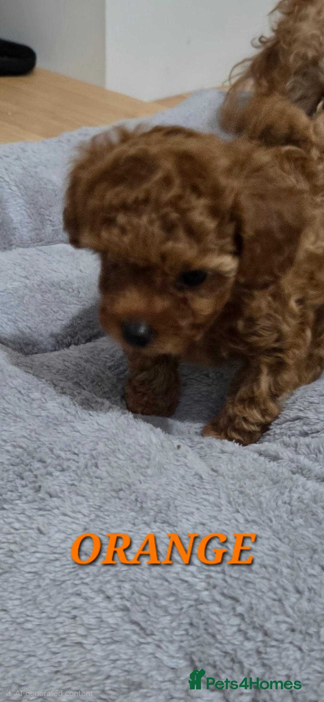 Mixed Breed dogs for sale: Toy / Aisan Poodle, Red Puppies - Advert 15
