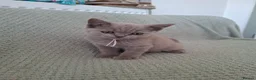 British Shorthair cats for sale: READY NOW :) beautiful female british shorthair  - Advert 30