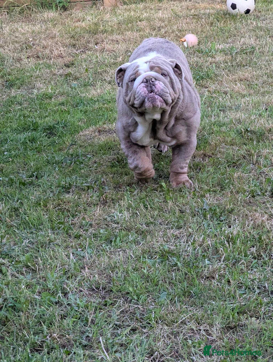English Bulldog dogs for sale: English Bulldog  - Image 4