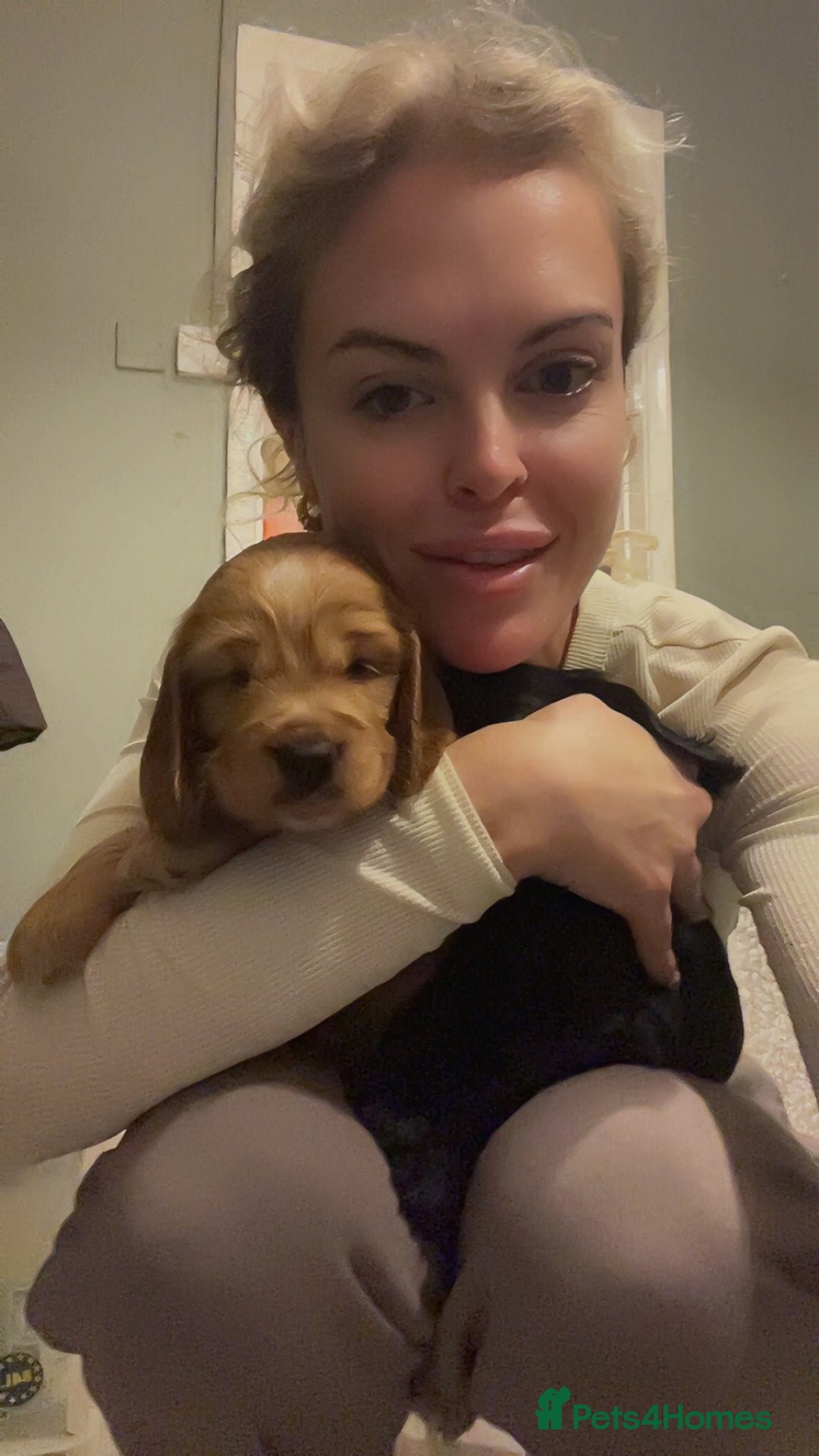 Cocker Spaniel dogs for sale: FAMILY RAISED SHOW TYPE COCKER SPANIEL PUPPIES - Advert 7