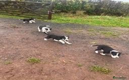 Border Collie dogs for sale: Lovely border collie pup’s available  - Image 3