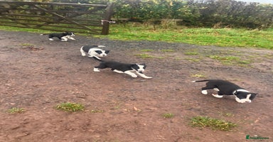Border Collie dogs - Advert 10