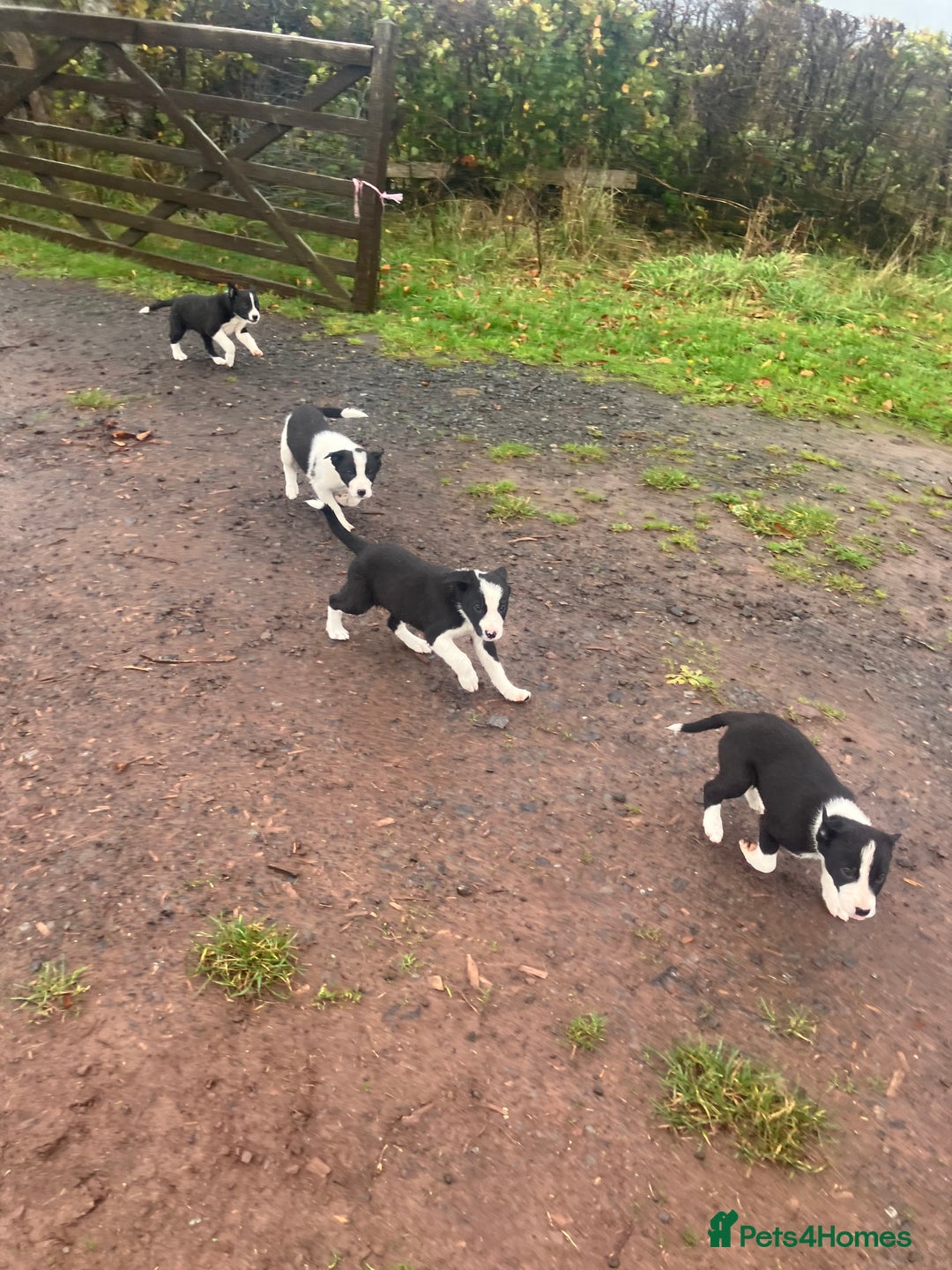 Border Collie dogs for sale: Lovely border collie pup’s available  - Image 3