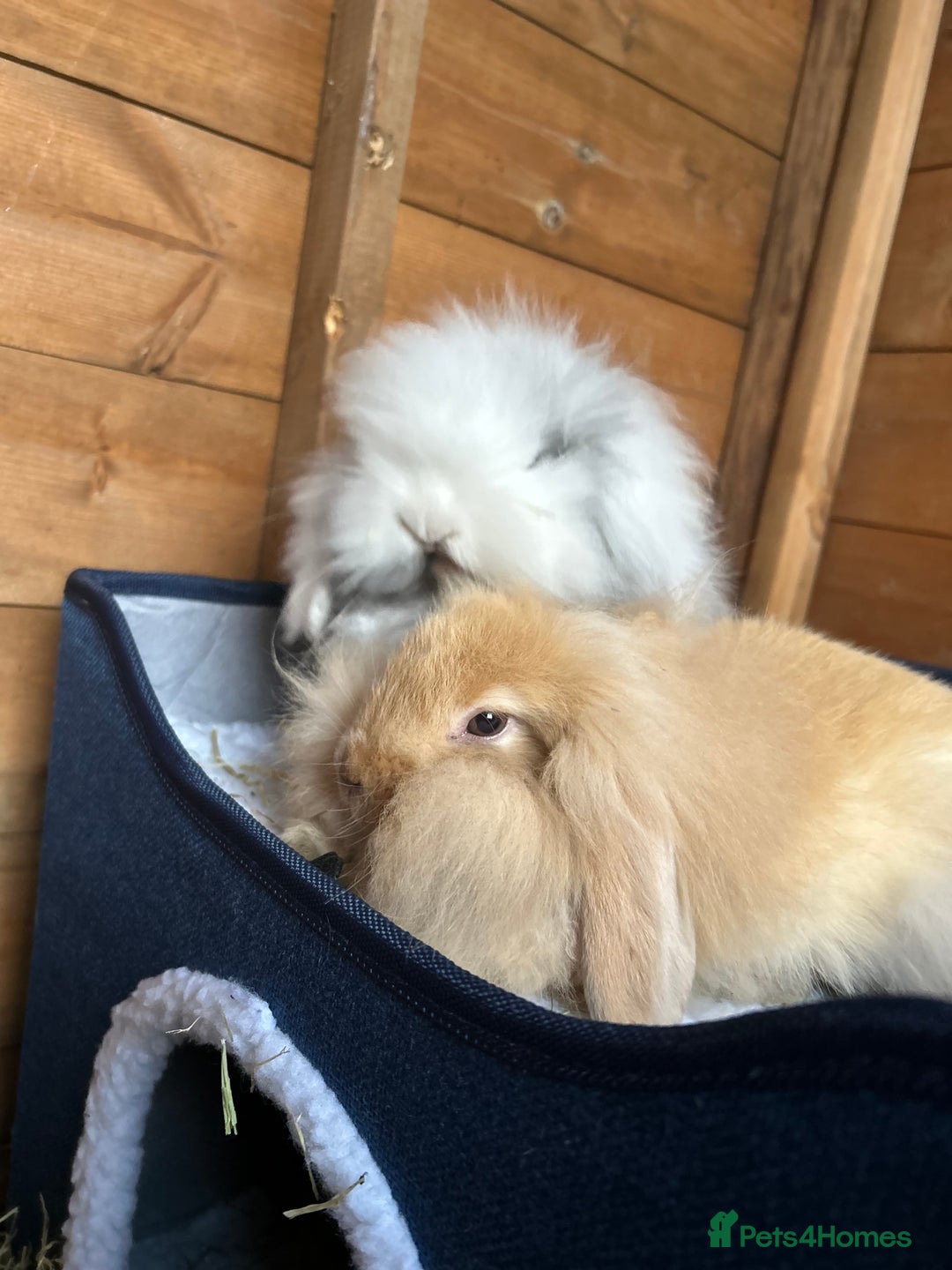 Lionhead rabbits for sale: 5 bunny’s looking for their forever home - Image 1