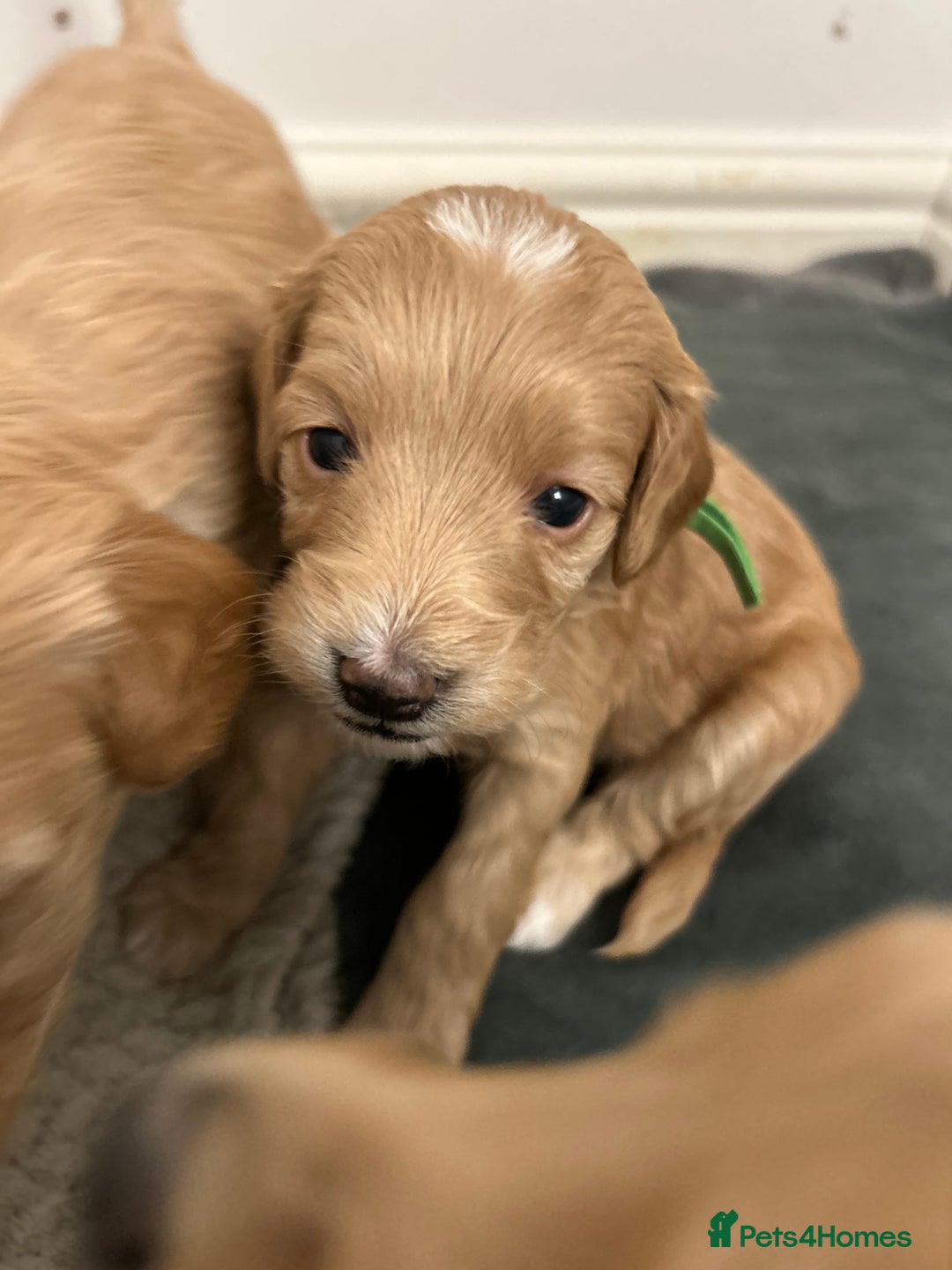 Cockapoo dogs for sale: 3 GORGEOUS COCKAPOOS💓 - Advert 2