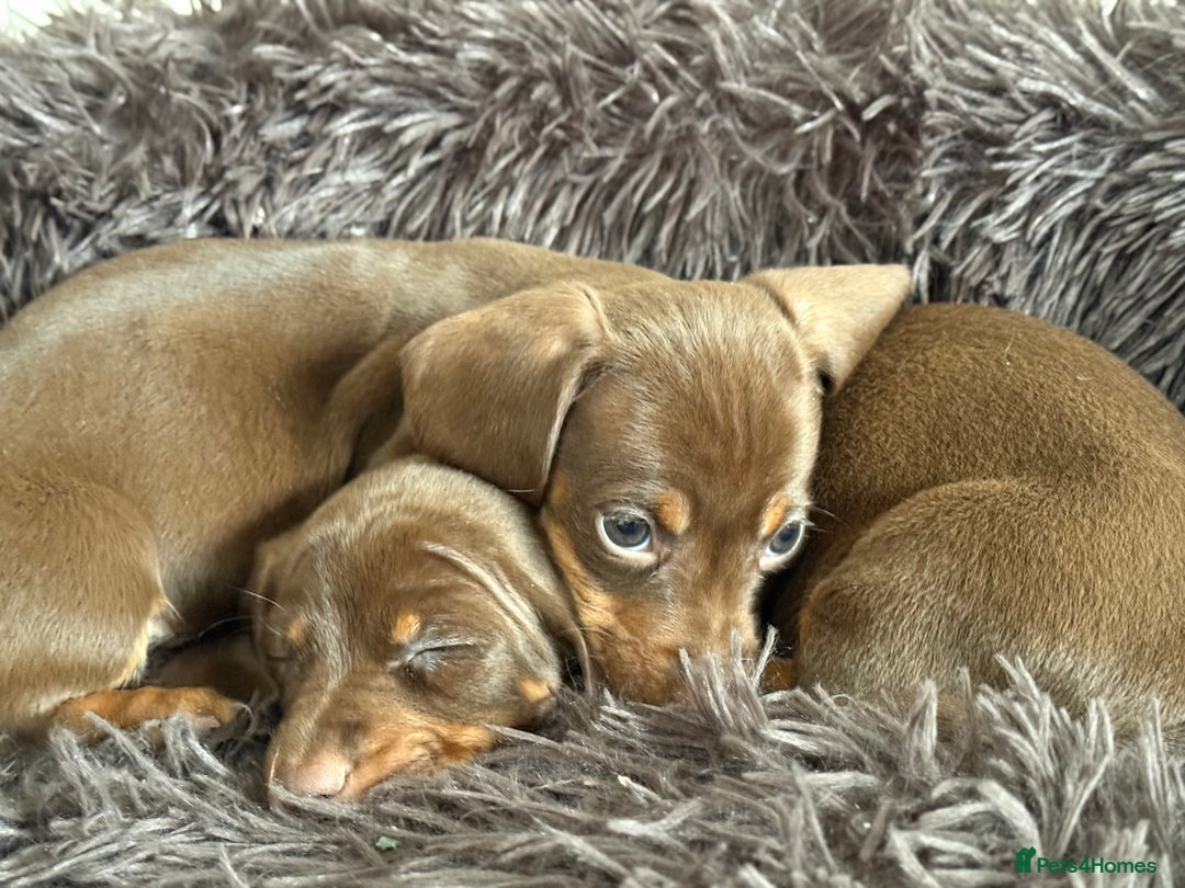 Miniature Dachshund dogs for sale: Miniature Dachshund Pups Ready To Leave - Advert 1