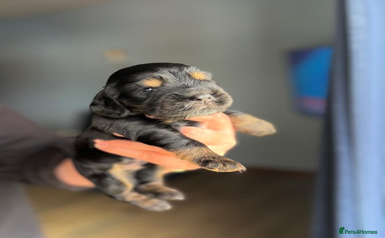 Cocker Spaniel dogs - Advert 1