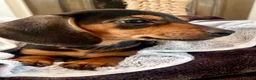 Miniature Dachshund dogs for sale: 💕 Ready Now and Reduced! Lovely Mini Doxies - Advert 13