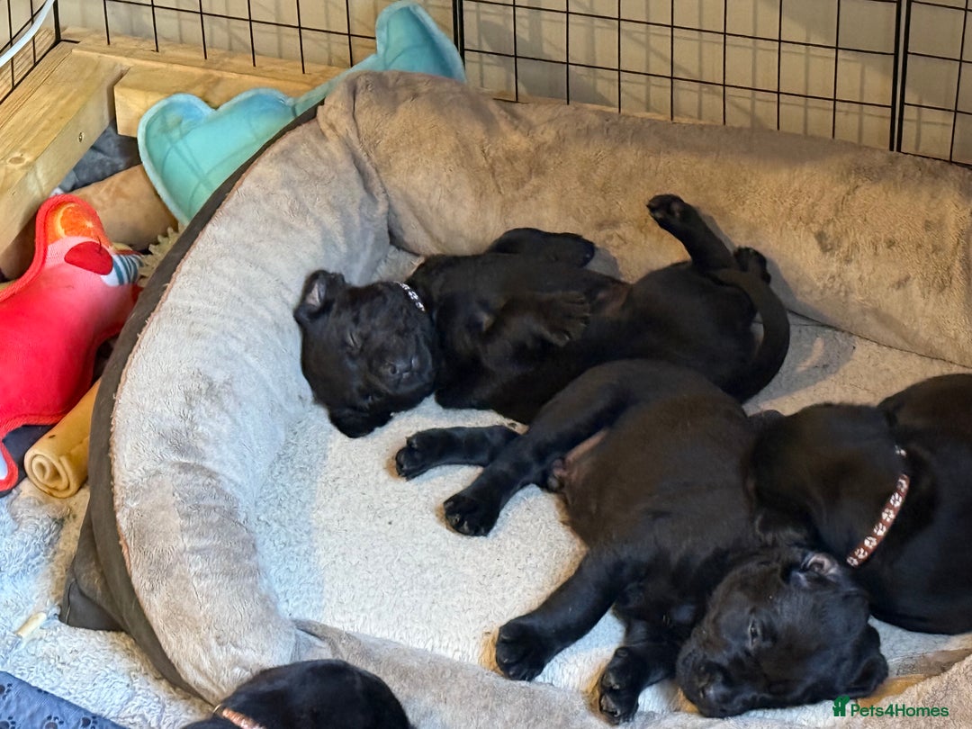 Labrador Retriever dogs for sale: Last remaining Beautiful Labradors  - Image 18