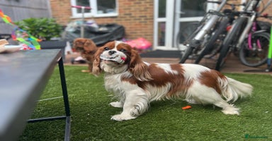 Cavalier King Charles Spaniel dogs - Advert 5