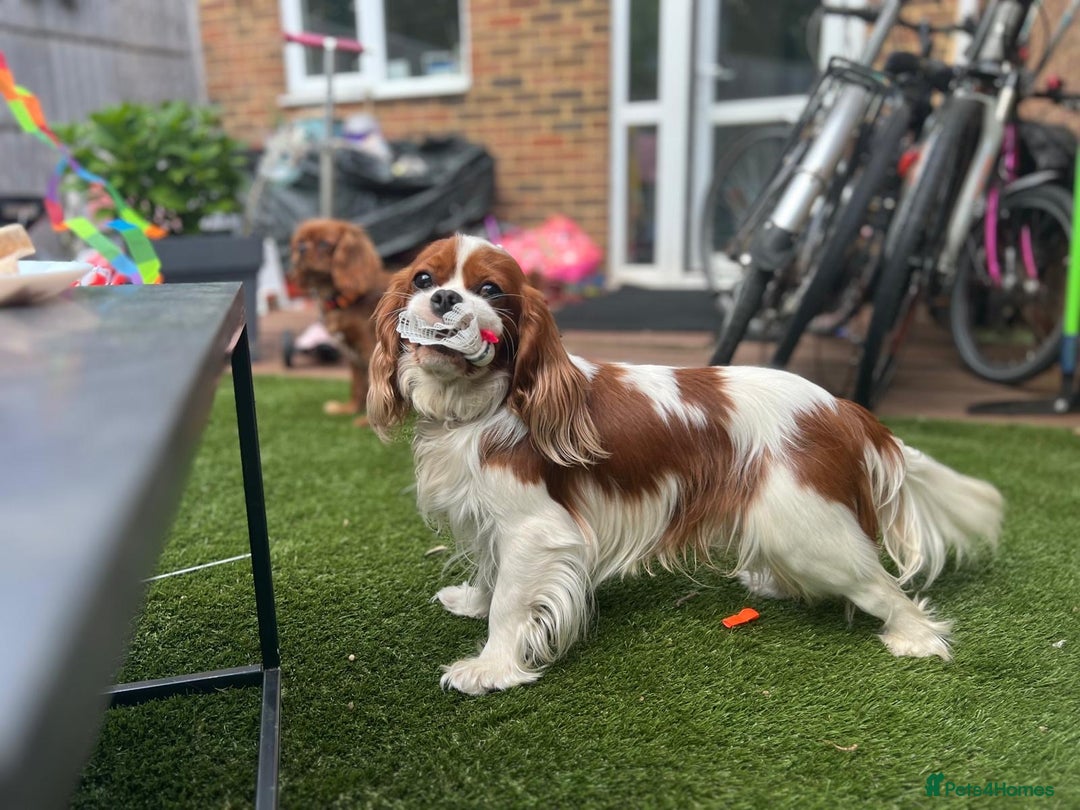 Cavalier King Charles Spaniel dogs for sale: READY NOW CavalierKingsCharlesSpaniel boy  - Image 4