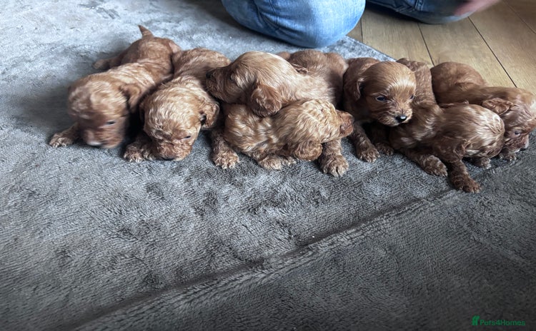 Cockapoo dogs - Advert 16